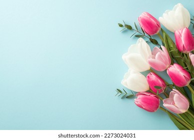 Mother's Day concept  Top view photo bouquet white   pink tulips isolated pastel blue background and copyspace