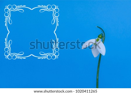 Mother's day or women's day concept with white and delicate snowdrop on blue background, and with beautiful frame for your message.