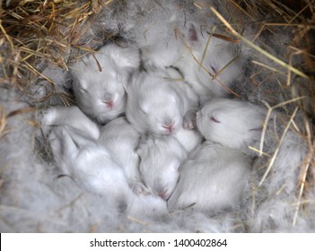 In the mother's department  Californian rabbit breeds at the age of 10 days - Shutterstock ID 1400402864