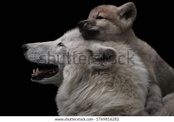 Mother\'s love between arctic wolf and cute female\
pup. Close-up of Canis lupus arctos isolated on black background.\
Cuddling wild animals. The young puppy feels secure on mother\
wolf\'s back.