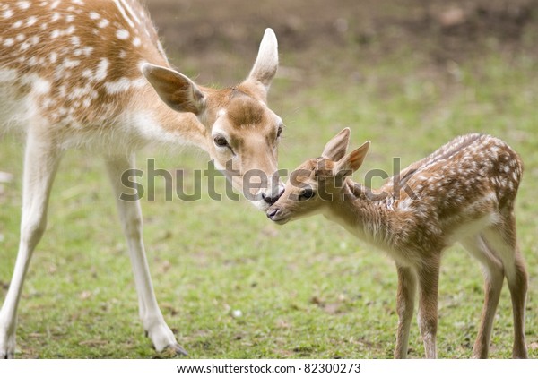 Mother\'s love, deer and cute\
fawn