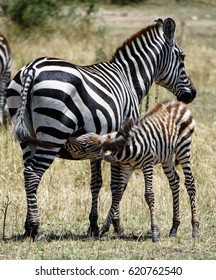 Mother-s Milk - Zebra Foal Nursing