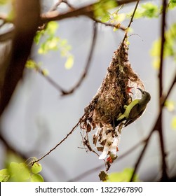 Mother's Selfless Love 