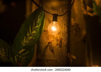 Moths Flying Around Lightbulb Dark Summer Night Of Tropical Rainforest Ecosystems With Light From Illuminated Wings Of Bug Swarm