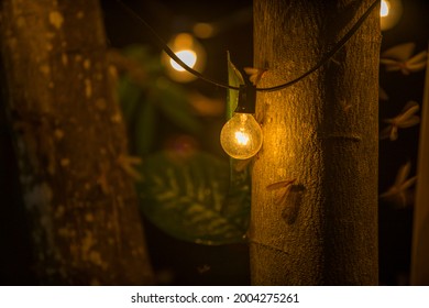 Moths Flying Around Lightbulb Dark Summer Night Of Tropical Rainforest Ecosystems With Light From Illuminated Wings Of Bug Swarm