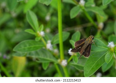 Moths Are Insects That Are Closely Related To Butterflies And Both Belong To The Order Lepidoptera. The Differences Between Butterflies And Moths Are More Than Just Taxonomy