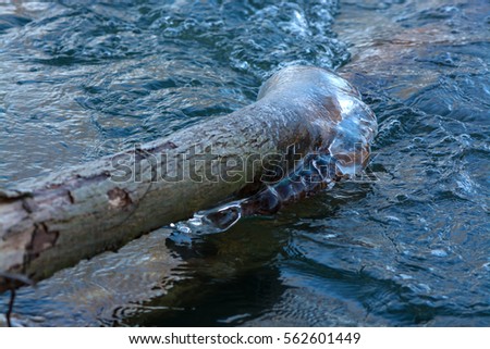 Similar – Image, Stock Photo driftwood Wood Lake Tree