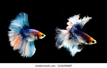 Motion Betta Fish Fighting Fish Isolated Stock Photo 2156598487 ...