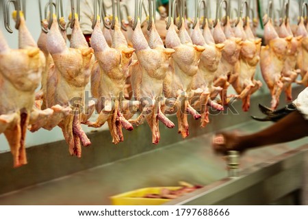 motion blur of a abattoir, slaughter house conveyor belt line for chickens 