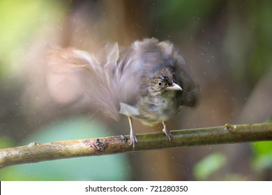 Motion Blur Bulbul Bird Drying Its Wings After Rain Bathing. Motion Blur Photography Of Bird.