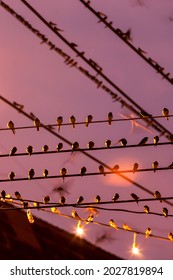 Motion Blur. Flock Of Barn Swallow Are Perching On Wires And Flying In The Rain At Twilight During Migration. Betong City, Yala, Southern Thailand. Bird Migration. 