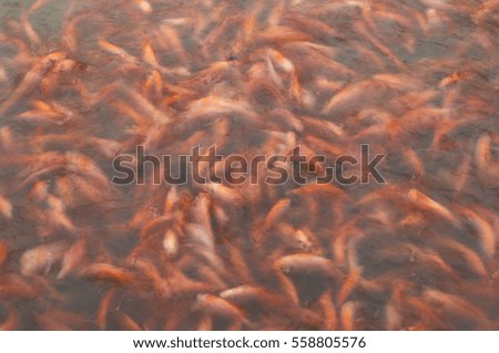 Motion blur of red tilapia fish inside the pond for an artistic look.