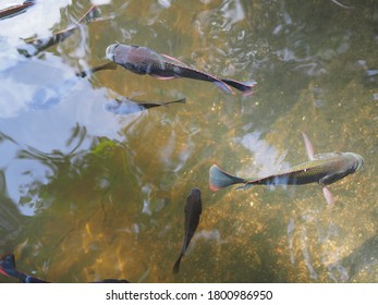 Motion of A group of Nile Fish swimming in the pond