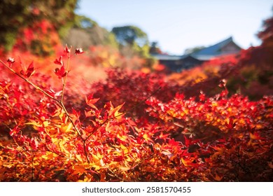 Motion red maple leaves touching sunlight with blur tofukuji temple during peak autumn period in December, Kyoto, Japan. Famous travel destination for tourist sightseeing Kansai for fall season.
