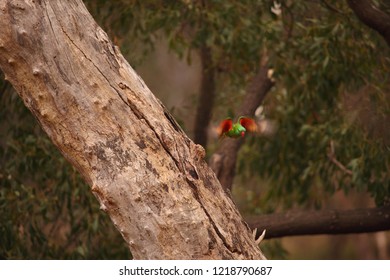 A Motion-blurred Scaly-breasted Lorikeet Flying From Its Nest Hollow