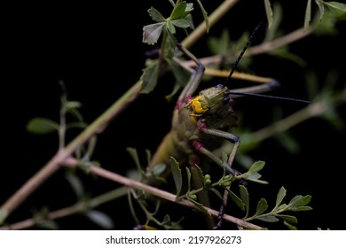 Motivational Hang In There, South African Milkweed Locust Grasshopper With Textures . Showing The Beauty In Nature. Closeup Makro Photograph In A Studio With Isolated On A  Black Background.