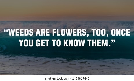 Motivational Quotes Design.  “Weeds Are Flowers, Too, Once You Get To Know Them.” 
