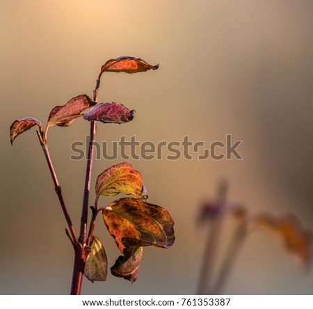 Similar – Herbststreben: Herbstblätter mit Knospe