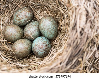 Motley Blue And Grey Cuckoo Egg In The Nest Among Reed Warbler Eggs