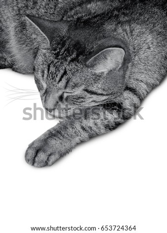 Similar – Image, Stock Photo Grey hangover lying on a board