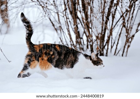 Motley cat in the snow