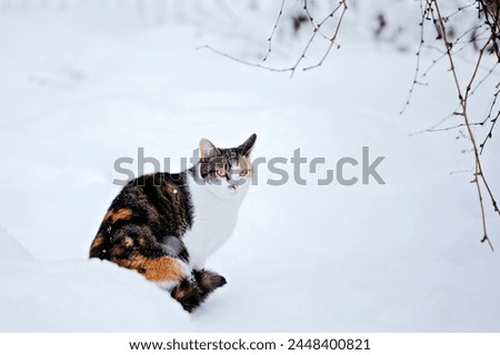 Motley cat in the snow