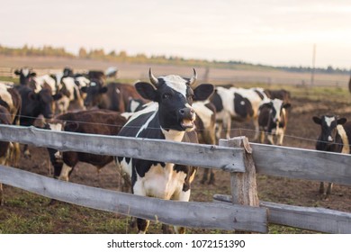 The motley cow behind the fence looks at us. There are many cows in the corral or paddock. Black and white cattle in the village. - Shutterstock ID 1072151390