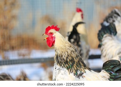 A motley rooster crowing in a chicken coop in winter. - Shutterstock ID 2224225095