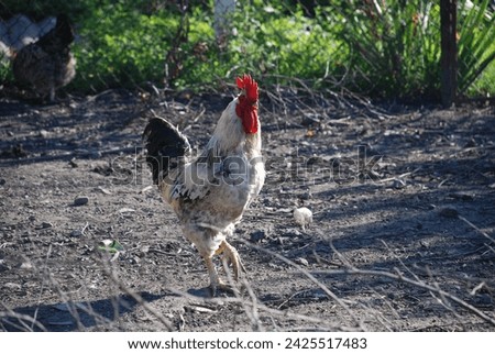 Motley rooster in farm yard. The bird on the village farm has white-gray plumage, red eyes and a black beak. The rooster has a small head on a movable neck and clipped wings. he walks around the yard.
