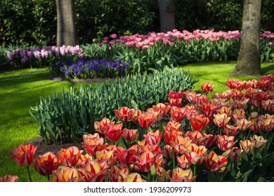 motley tulips in the park in sunny weather