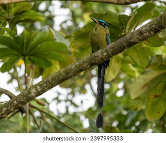 Motmot bird, barranquillo, burrower, (Momotus aequatorialis) perched on the branch of a tree. Flagship bird of Manizales, Colombia; sighted in los arerillos park