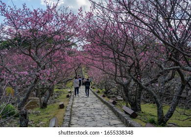 MOTOBU, OKINAWA, JAPAN - FEBRUARY 04, 2020: Cherry blossom at Nakijin Castle, a UNESCO World Heritage Site. Okinawa has the first Sakura of the year in Japan.