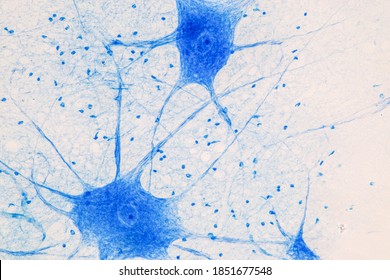 Motor Neuron unter dem Mikroskop in Lab.
