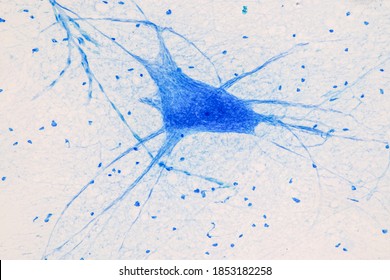 Motor Neuron unter dem Mikroskop in Lab.
