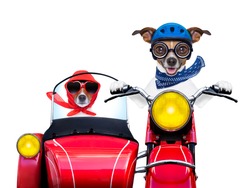 Motorbike Dogs Together In Love Having A Holiday Trip