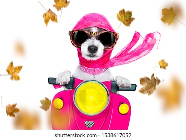 Motorcycle Diva Lady Fancy  Dog Driving A Motorbike With Sunglasses Isolated On White Background In Windy Autumn Fall With Leaves Flying Around