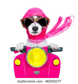 Motorcycle Diva Lady Fancy  Dog Driving A Motorbike With Sunglasses Isolated On White Background