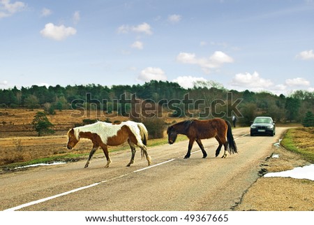 Motorist showing courtesy to wild ponies in the New Forest, UK.