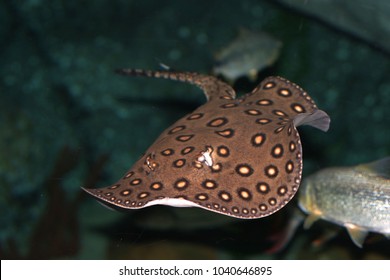 Motoro Stingray (Potamotrygon Motoro) 