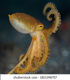 Mototi Octopus Poison Ocellate Underwater Macro Photo - Shutterstock ID 1851398707