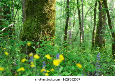 Motovun Oak Forest In Istra, Croatia