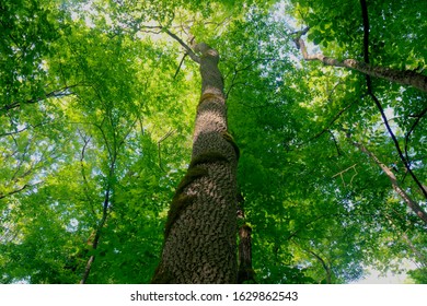 Motovun Oak Forest In Istra, Croatia