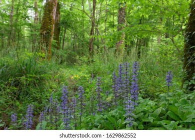 Motovun Oak Forest In Istra, Croatia