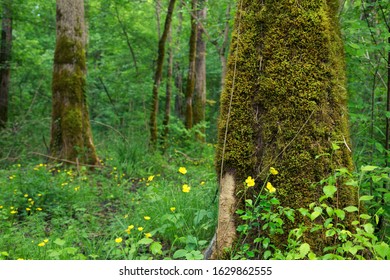 Motovun Oak Forest In Istra, Croatia