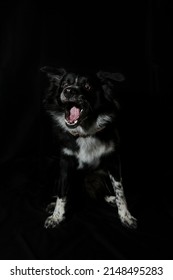 Mottled black border collie in the studio catching a treat against a black background - Shutterstock ID 2148495283