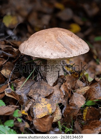 Mottled Bolete mushroom, Leccinum variicolor, Dumfries an Galloway, Scotland