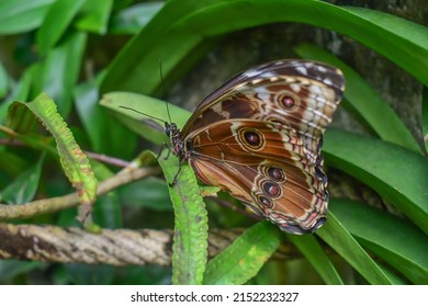 Mottled butterfly sitting on a blade of grass