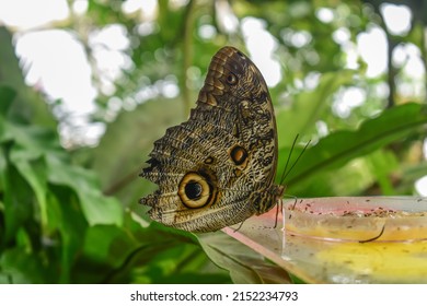 Mottled butterfly sitting on the table in the greenhouse