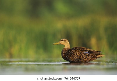 Mottled Duck, Anas Fulvigula, Male, Lake Corpus Christi, Texas, USA, April