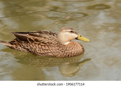 Mottled Duck, Anas Fulvigula. Scotland Neck, NC. 3 April 2015
